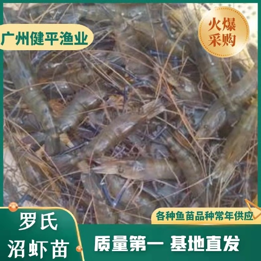 广州优质罗氏沼虾苗 技术指导 高品质
