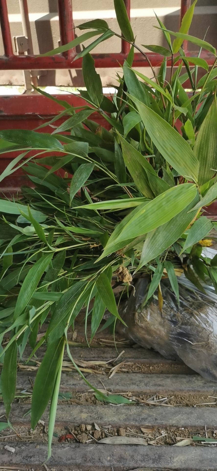  筇竹种子，方竹种子，苗