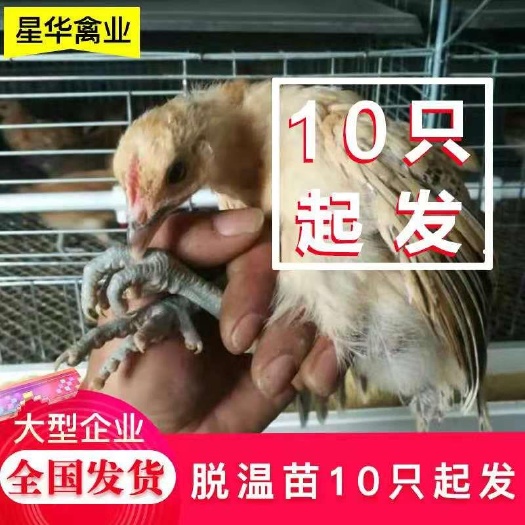 衡南县蛋鸡苗  高产绿壳蛋鸡脱温苗
