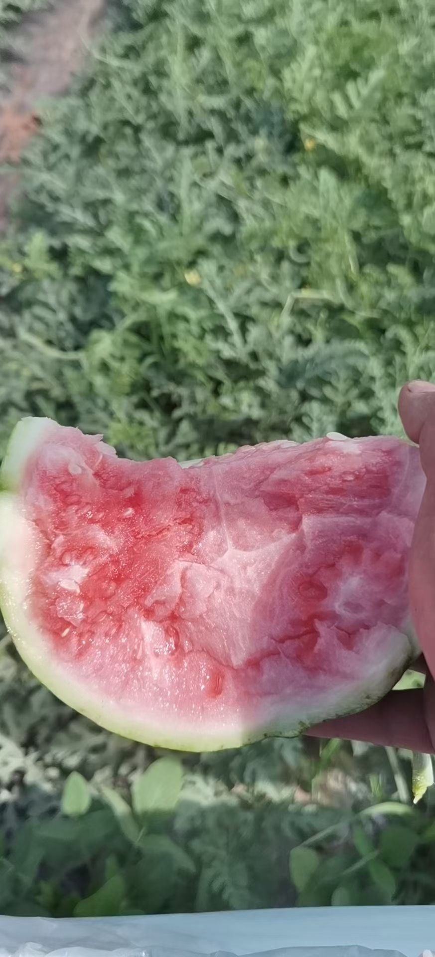 麒麟西瓜  无籽麒麟瓜  8424