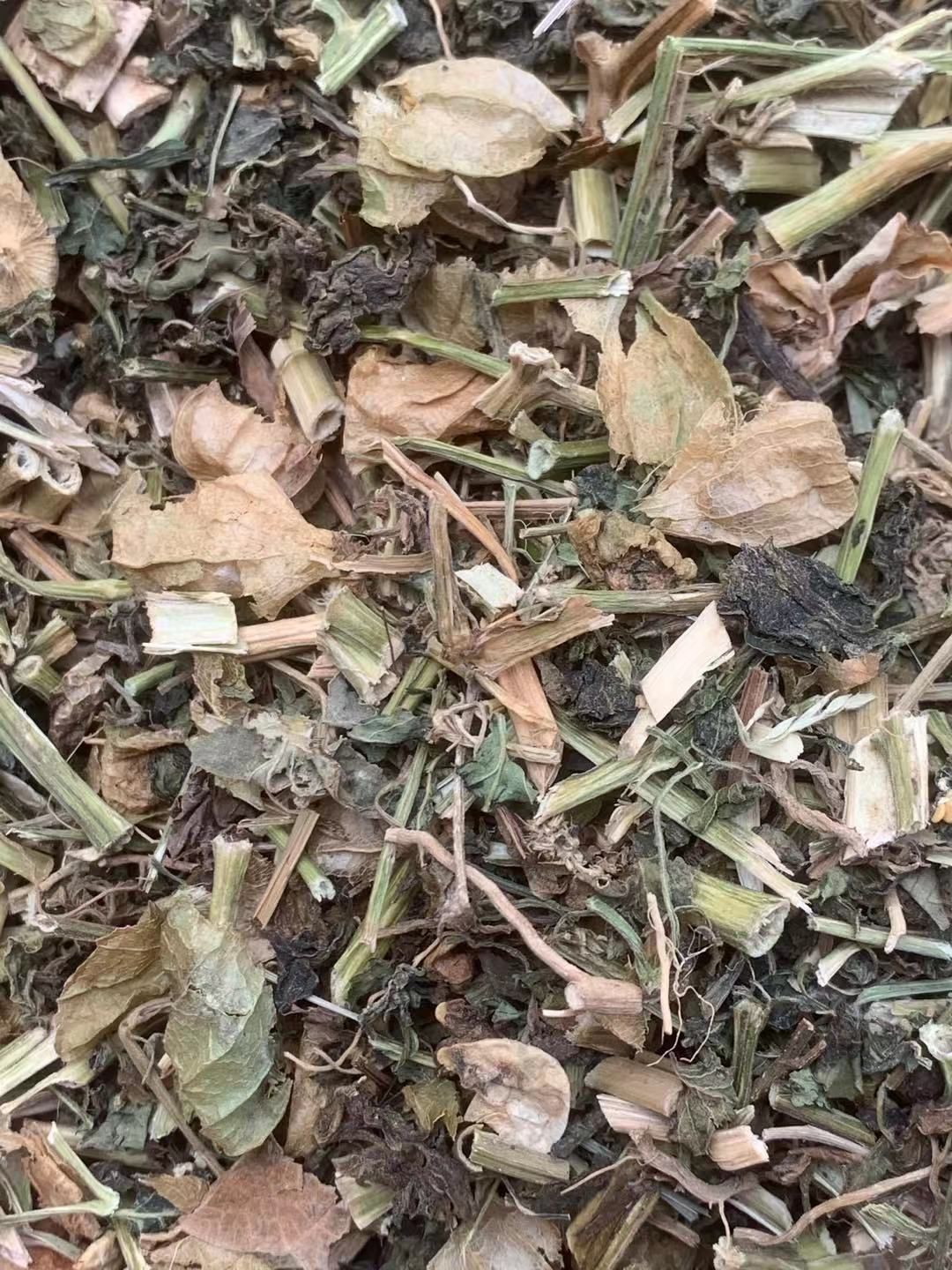 长期供应｛灯笼草｝可批量可零售量大从优【包邮】