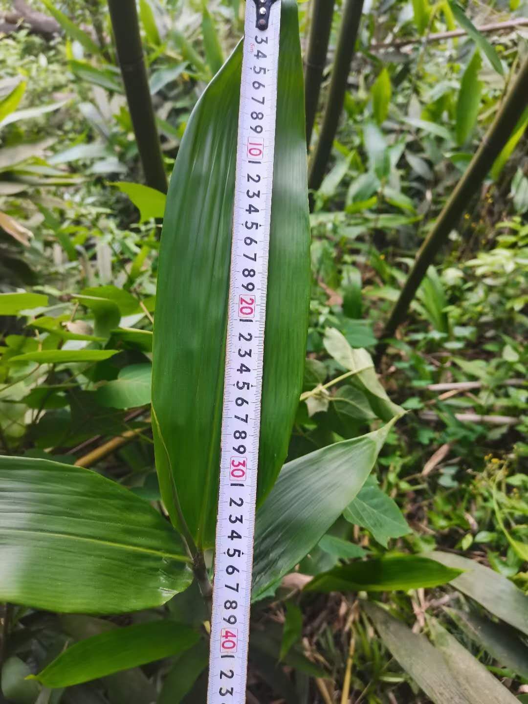 新鲜粽叶批发，真空一件代发