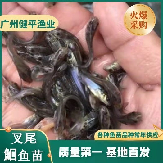 叉尾鮰鱼  美国斑点苗 叉尾水花苗 保成活 高质量