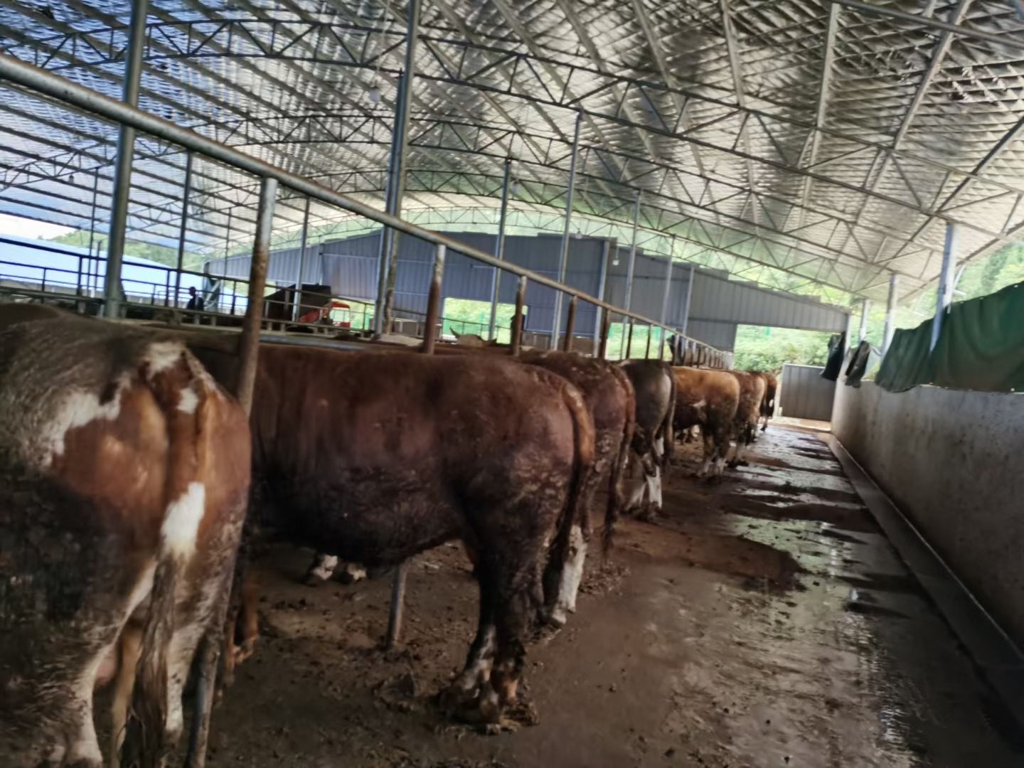 长年出售西门塔尔牛，肉牛犊，价格便宜免费送货欢迎大家选购好牛