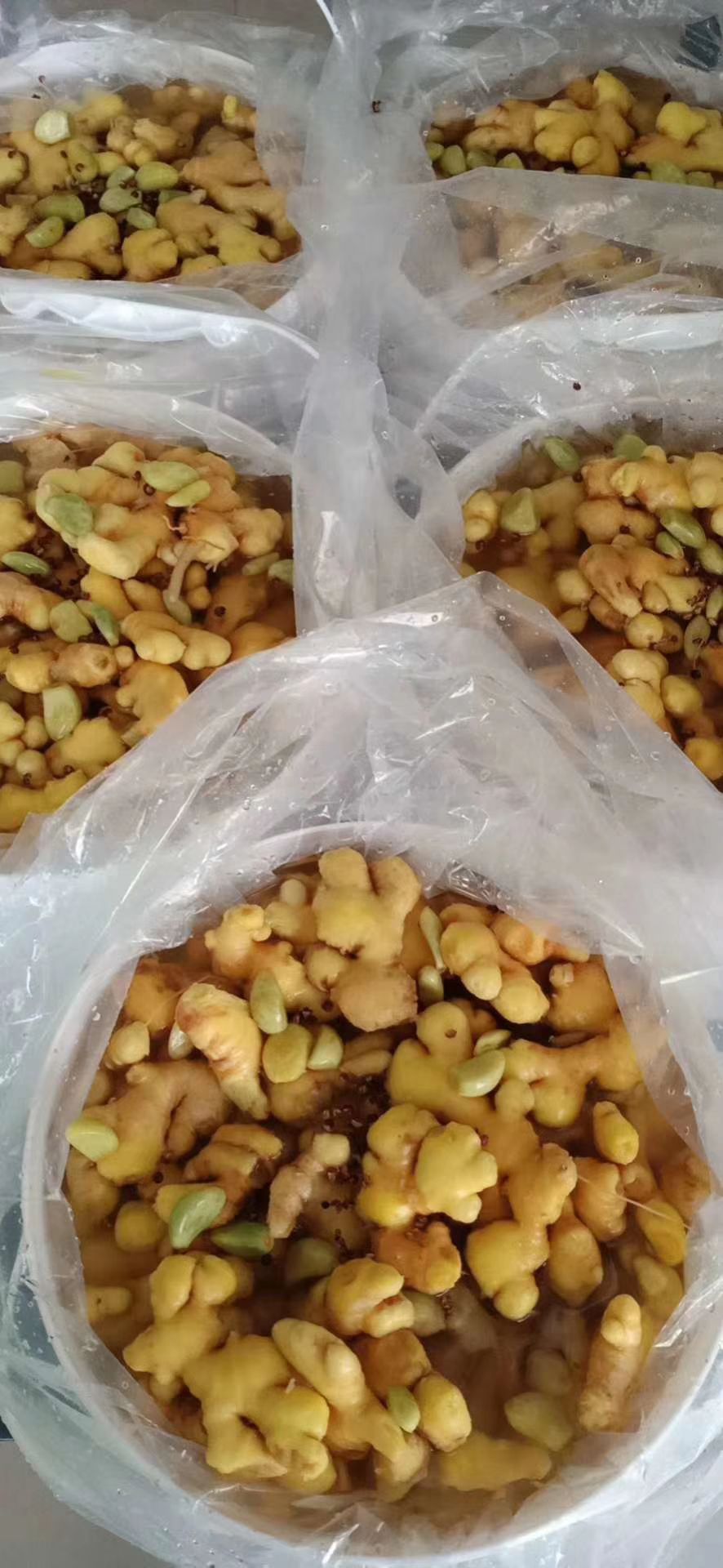 泡姜  精品小桶泡仔姜