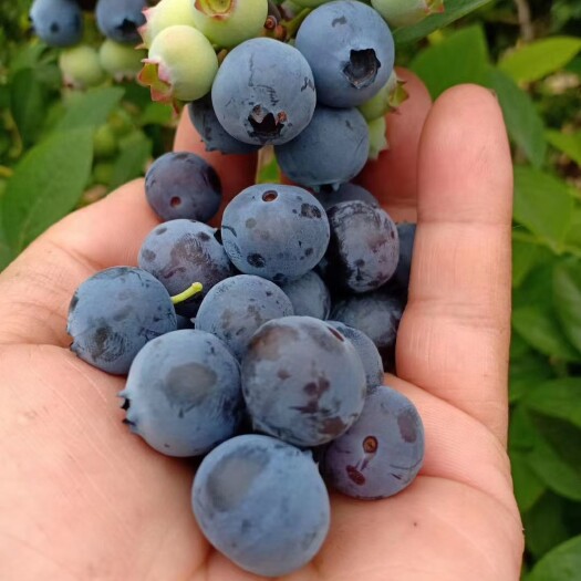 新鲜蓝莓鲜果 现摘现发 果园直发 护眼水果 8盒2斤 宝