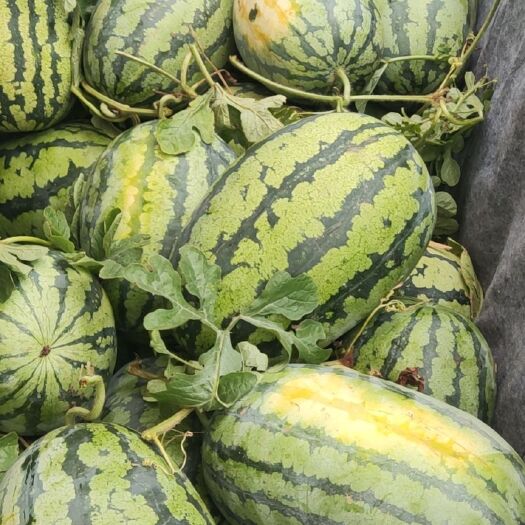 南宁甜王西瓜 3号甜王