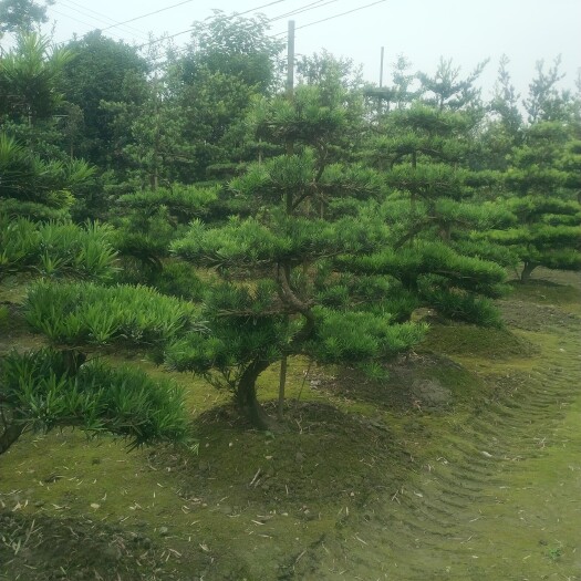 成都小叶罗汉松 1.2罗汉松造型，1.5米罗汉松造型，1.8米罗汉松造型