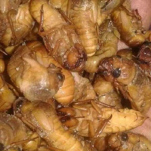 东兴市蝉蛹  金蝉