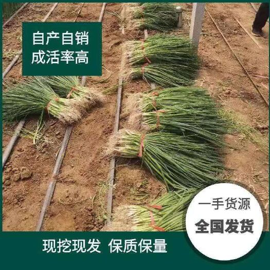 潍坊铁杆大葱苗  铁杆葱苗基地直供全国发货