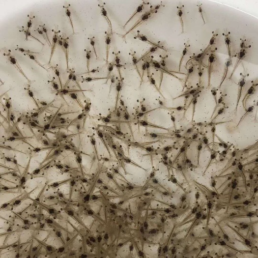 连云港南美白对虾虾苗对虾苗基围虾苗淡化苗一代苗技术支持