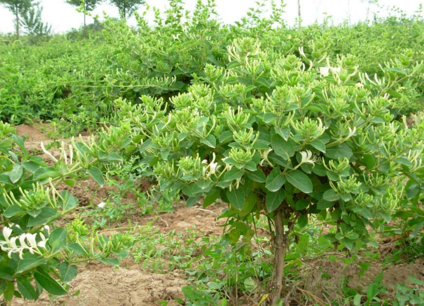 四季金银花苗批发 树型巨花一号金银花苗木 新品种产量高