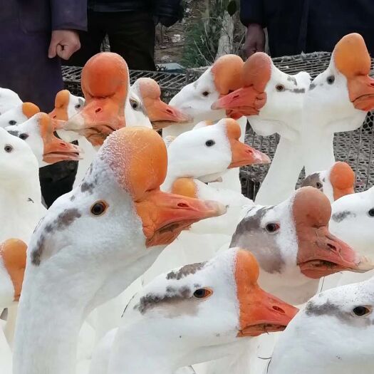 巢湖三花鹅苗