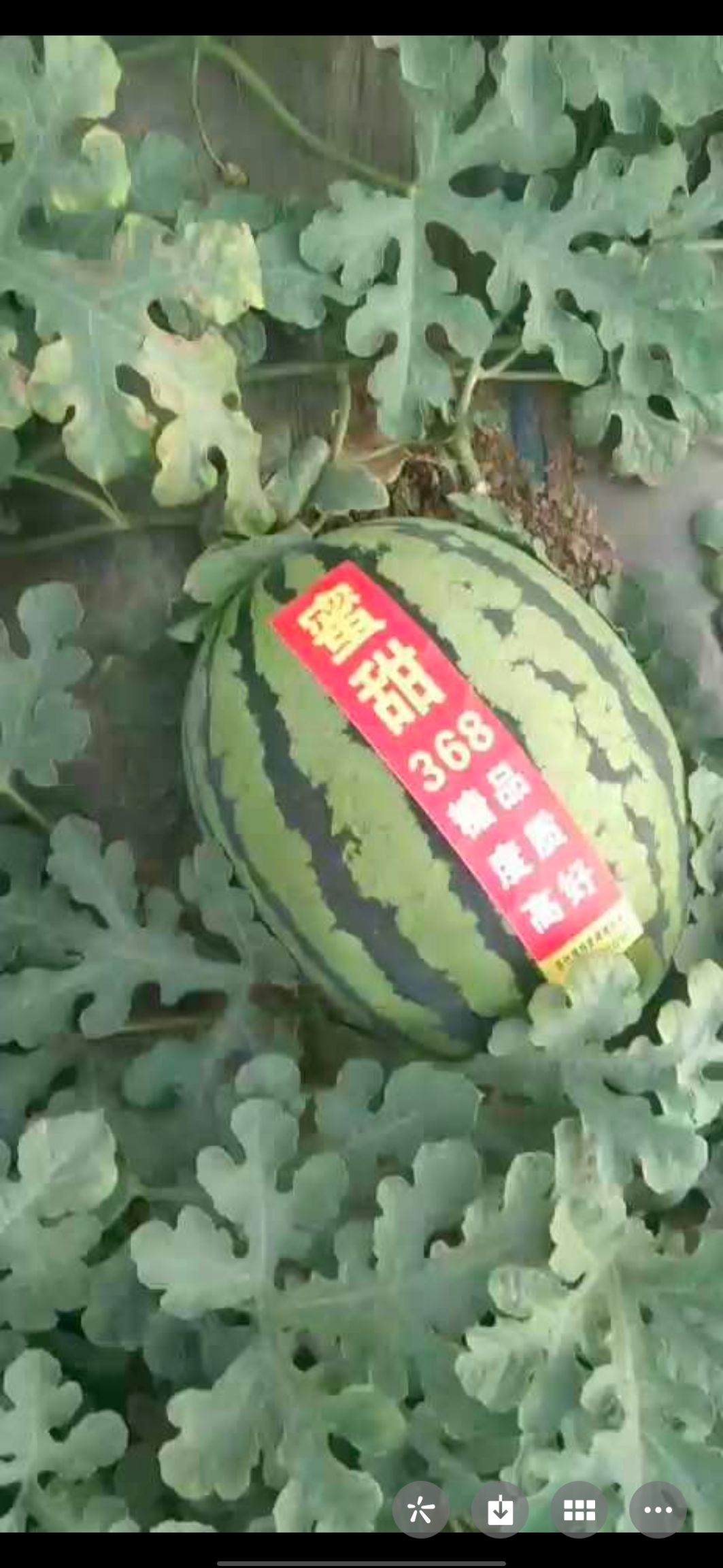 陕西蒲城甜王西瓜皮溥脆甜