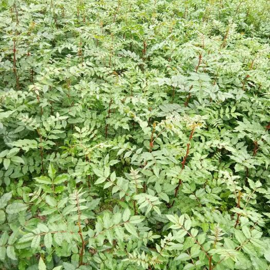 陇南武都大红袍花椒苗——有实生苗、嫁接苗