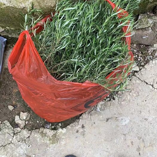 福泉市迷迭香干叶海，鲜枝条