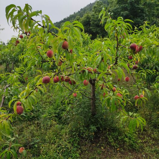 江油市毛桃 胭脂桃
