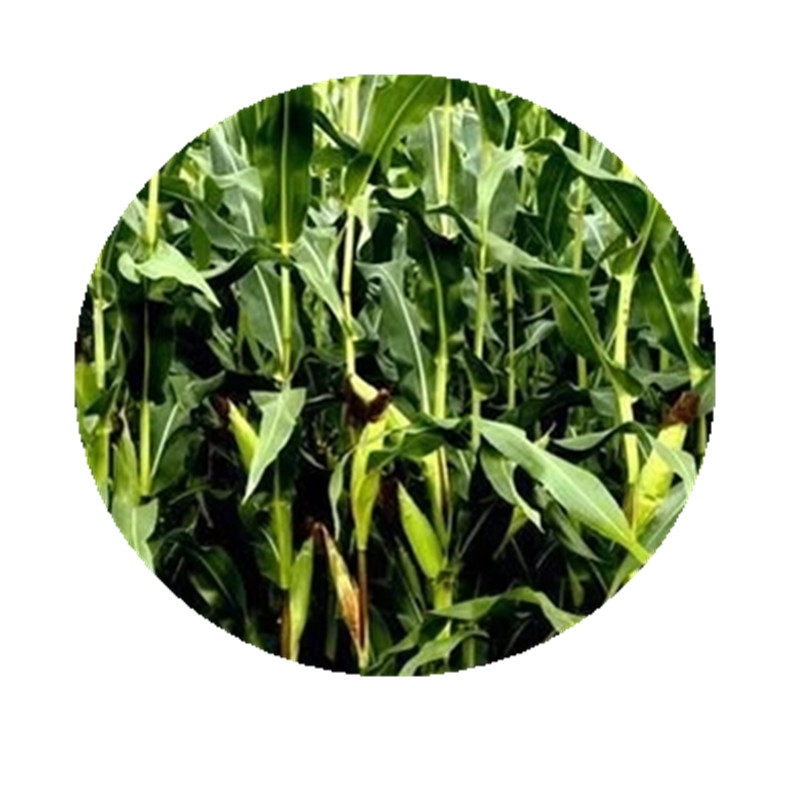 莠去津  玉米专用苗前除草封杀神剂杂草烂根济玉米田地封闭药剂