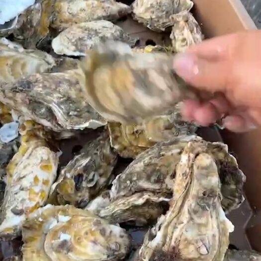 诏安县三倍体生蚝  三倍体，生蚝当天海上上货，当天发货