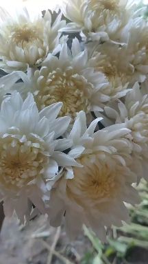 菊花  鲜切花  白菊