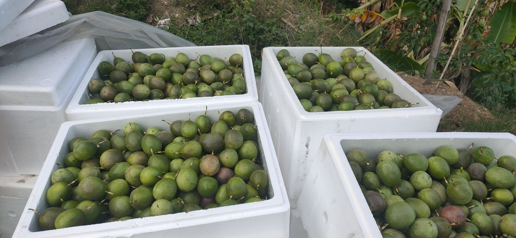 紫香一号百香果  紫香