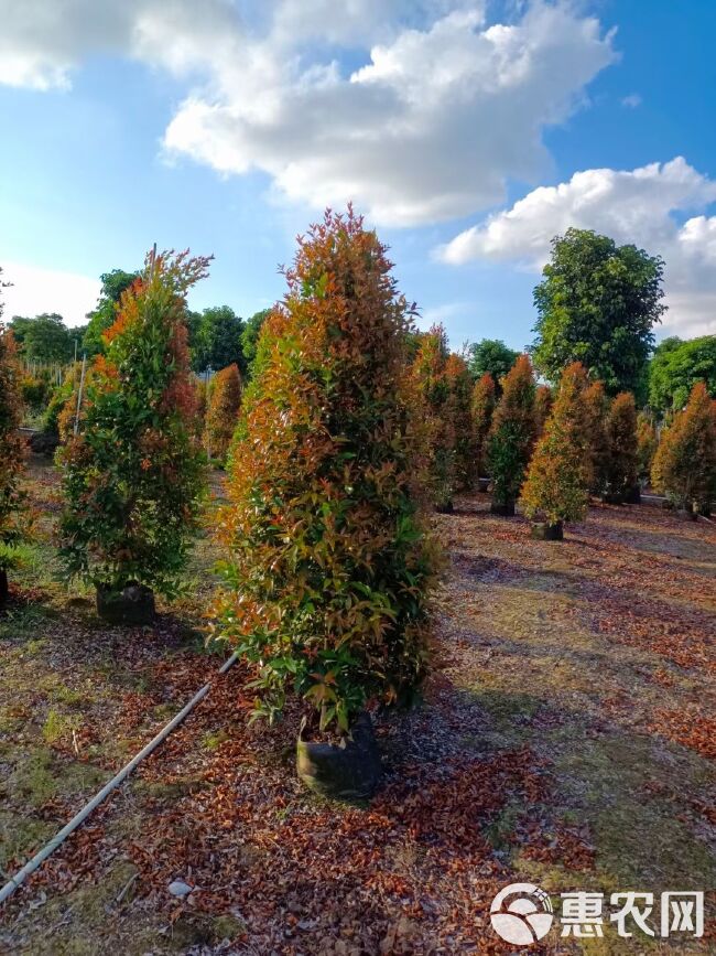 大量供应优质红车（鸿运当头） 高度：1-1.5-3米塔形