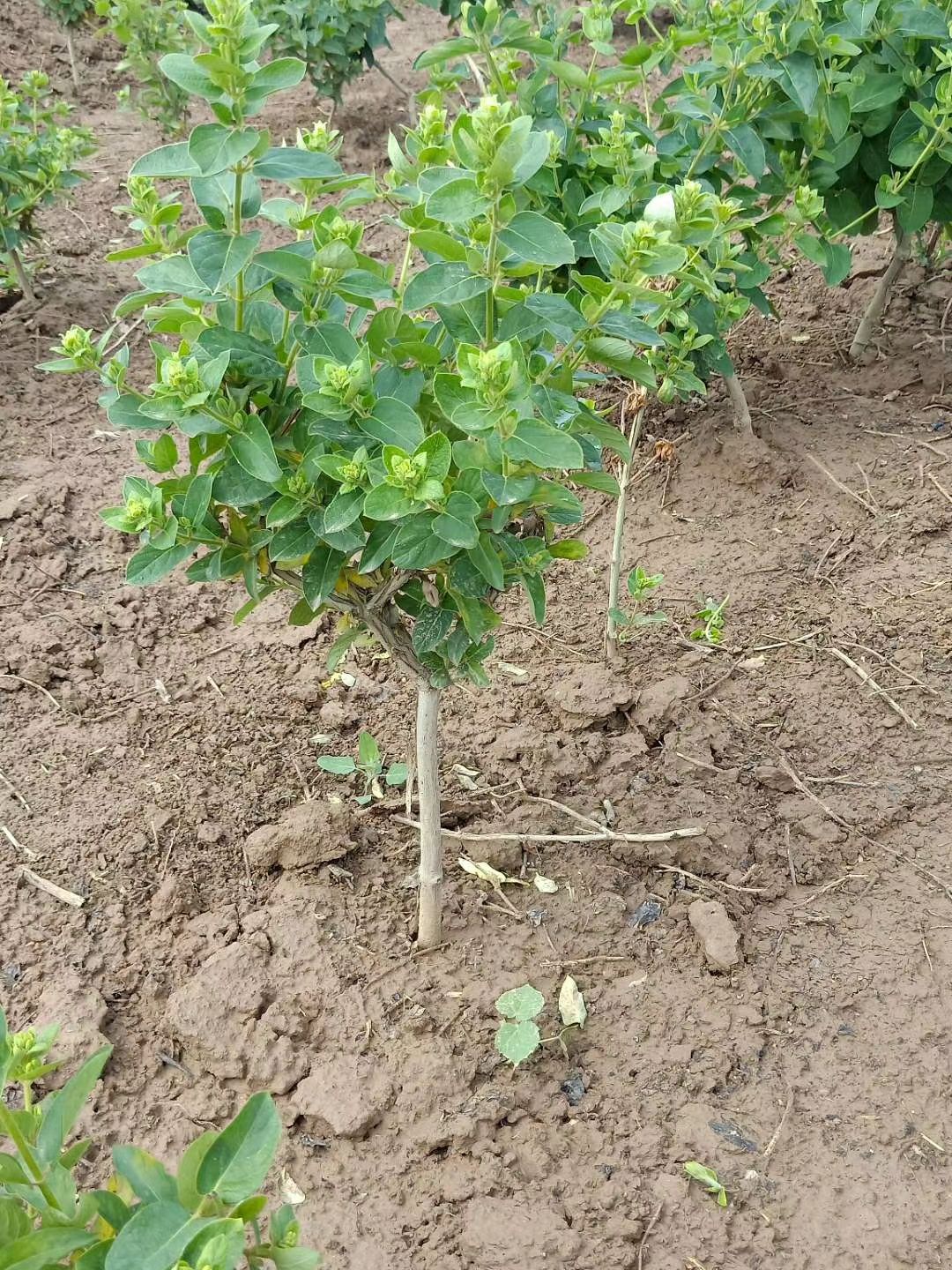 四季金银花苗批发 树型巨花一号金银花苗木 新品种产量高