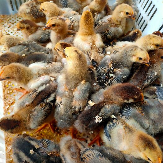 南宁 脱温K9鸡苗