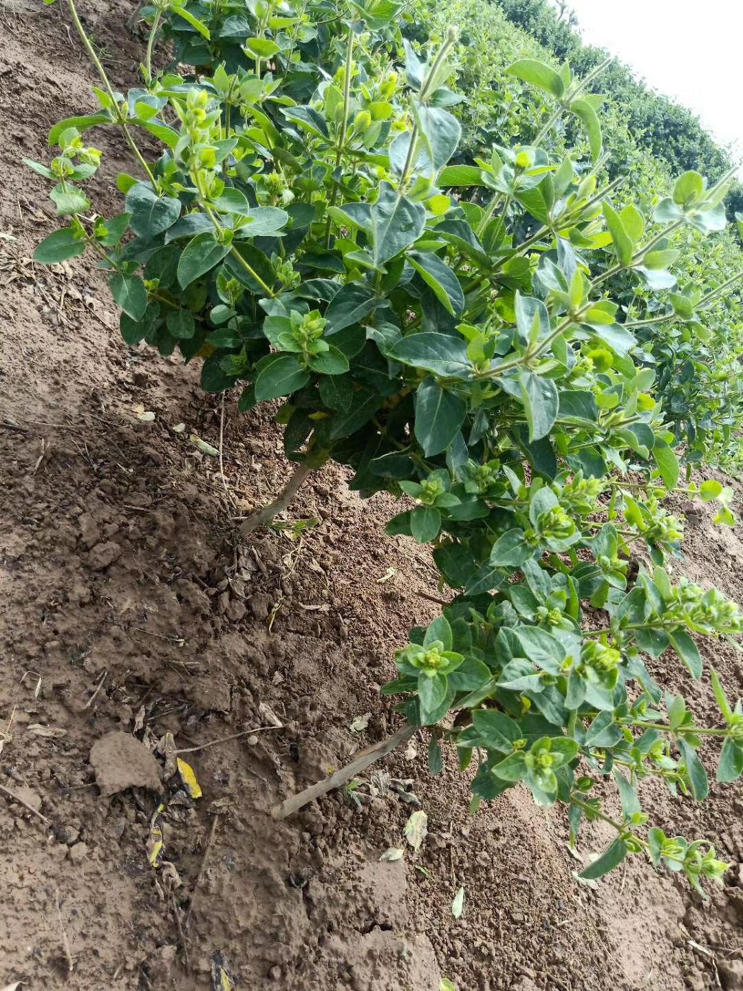 四季金银花苗批发 树型巨花一号金银花苗木 新品种产量高