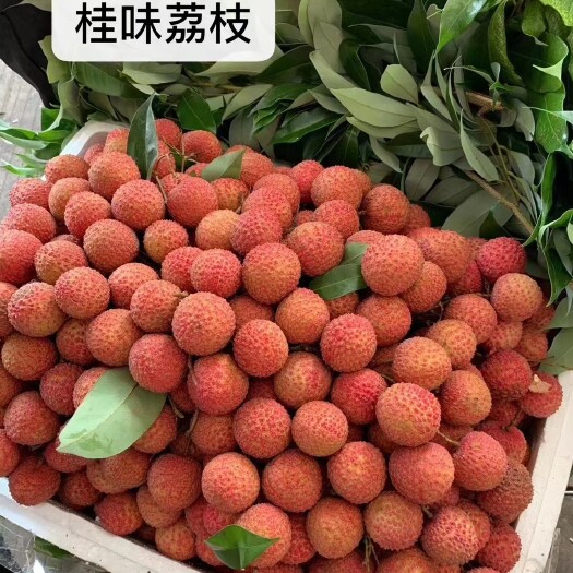 高州市桂味荔枝  广东省高州市大井镇青山木广垌白蜡   桂味  白糖罂荔枝