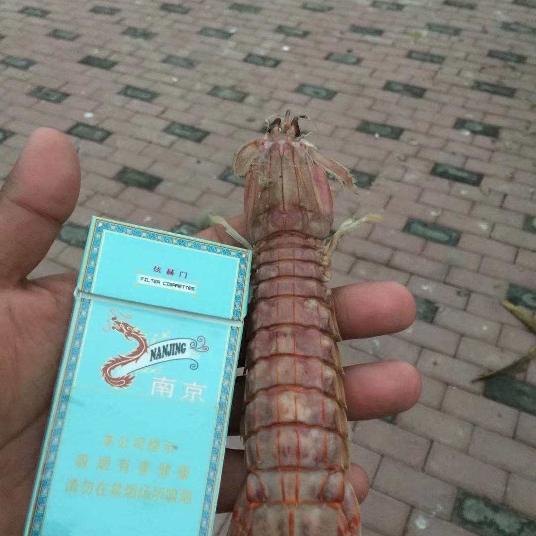 滨州皮皮虾 