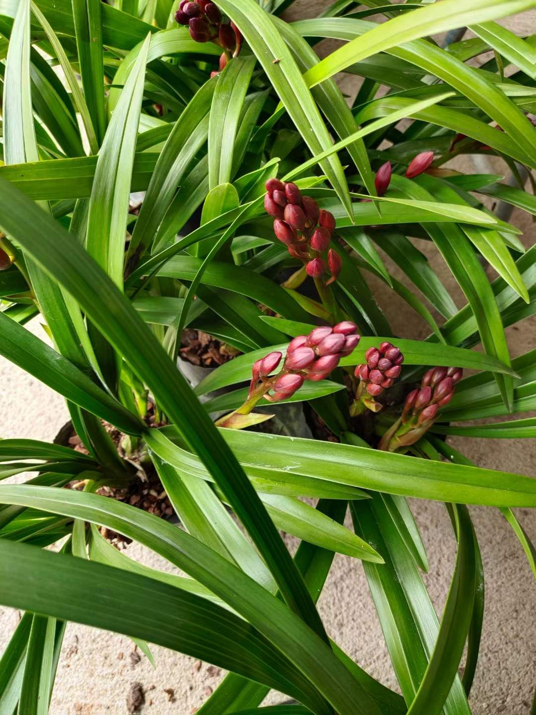 兰花建兰墨兰春兰大花蕙兰红钻石易带花易带芽好养活不带盆包邮∴