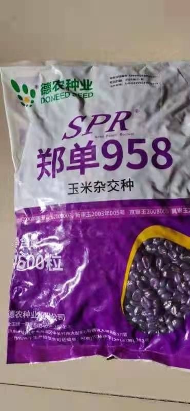 故城县郑单958玉米种子 常规种 ≥96% ≥99% ≥95% ≤