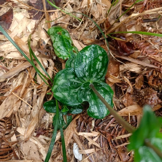 靖安县肺形草（鲜货、干货）
