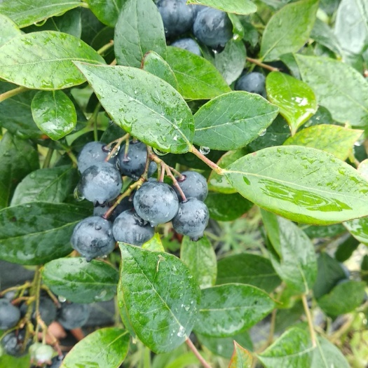 兔眼蓝莓，当季鲜果，现摘现发，武汉欢迎来园采摘，优惠多多，