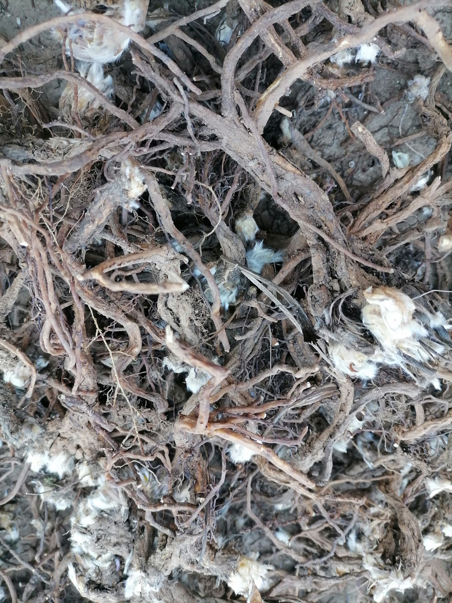 白头翁