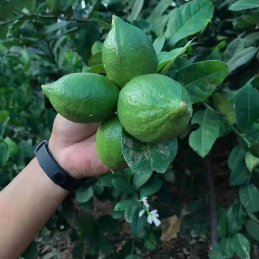 灵山县香水柠檬苗  广东香水柠檬 苗圃基地自产供应  嫁接苗无籽四