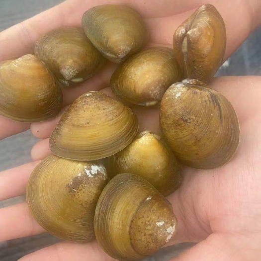 北海淡水螺 天然，黄沙螺，