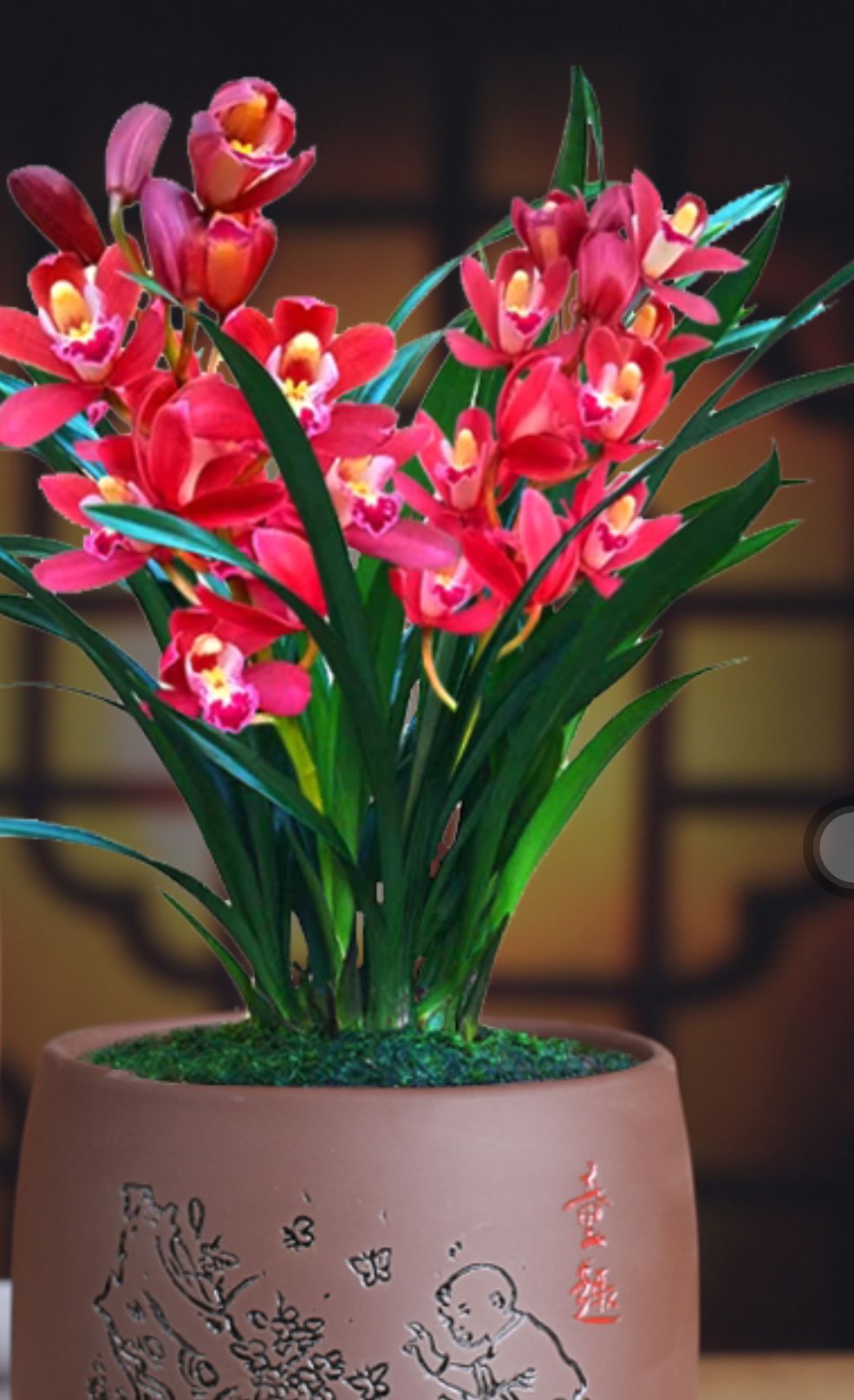 兰花建兰墨兰春兰大花蕙兰红钻石易带花易带芽好养活不带盆包邮∴