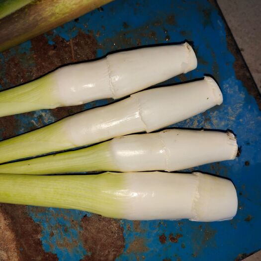 颍上县安徽精品茭白大量上市