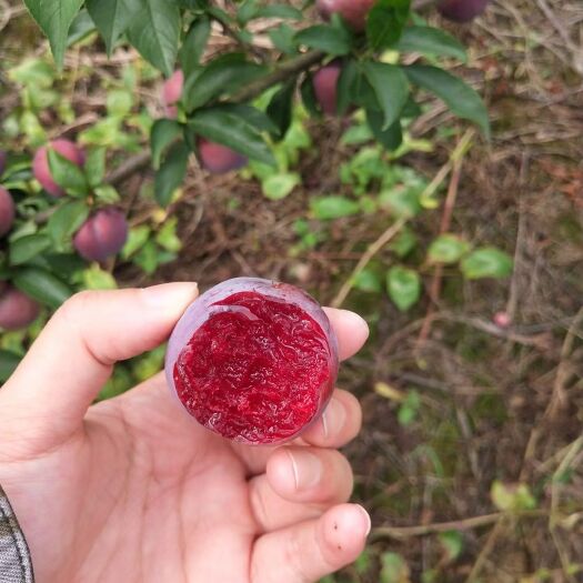 柳州脆红李 血红，清脆，