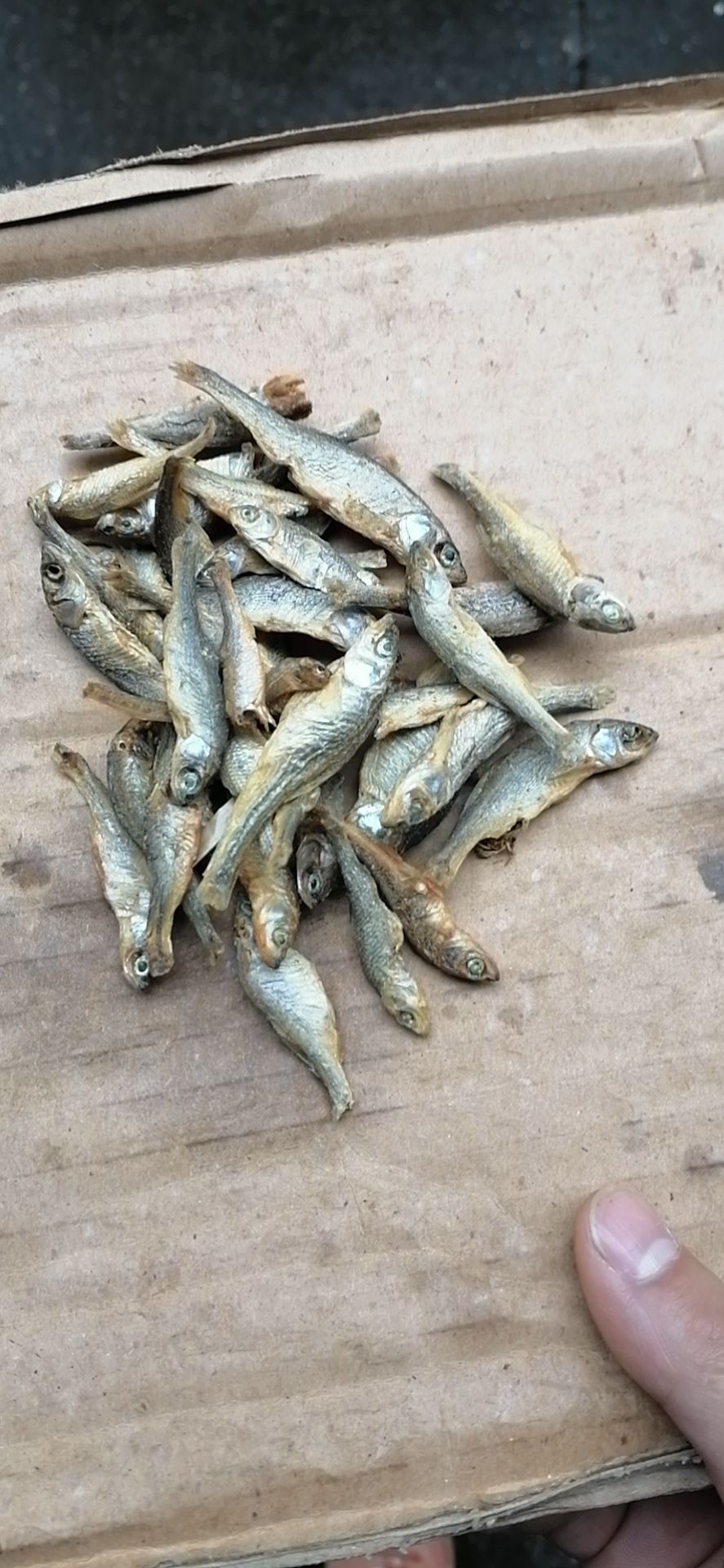 湖南火焙魚白弄子魚青皮弄子魚小魚干