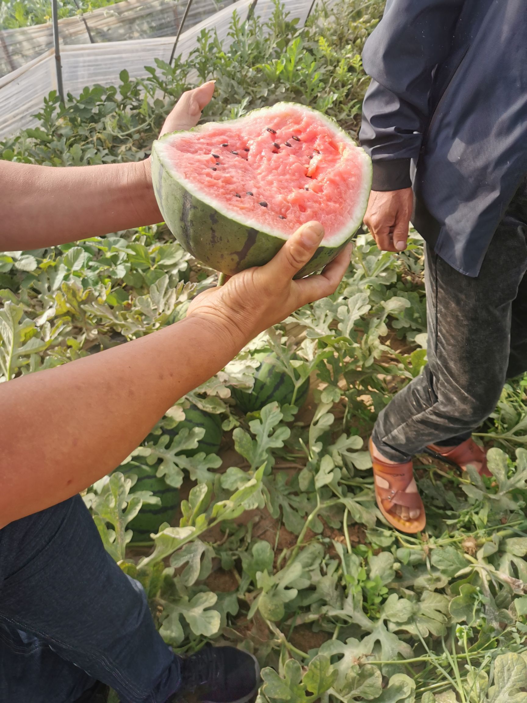 京欣西瓜  河南西瓜