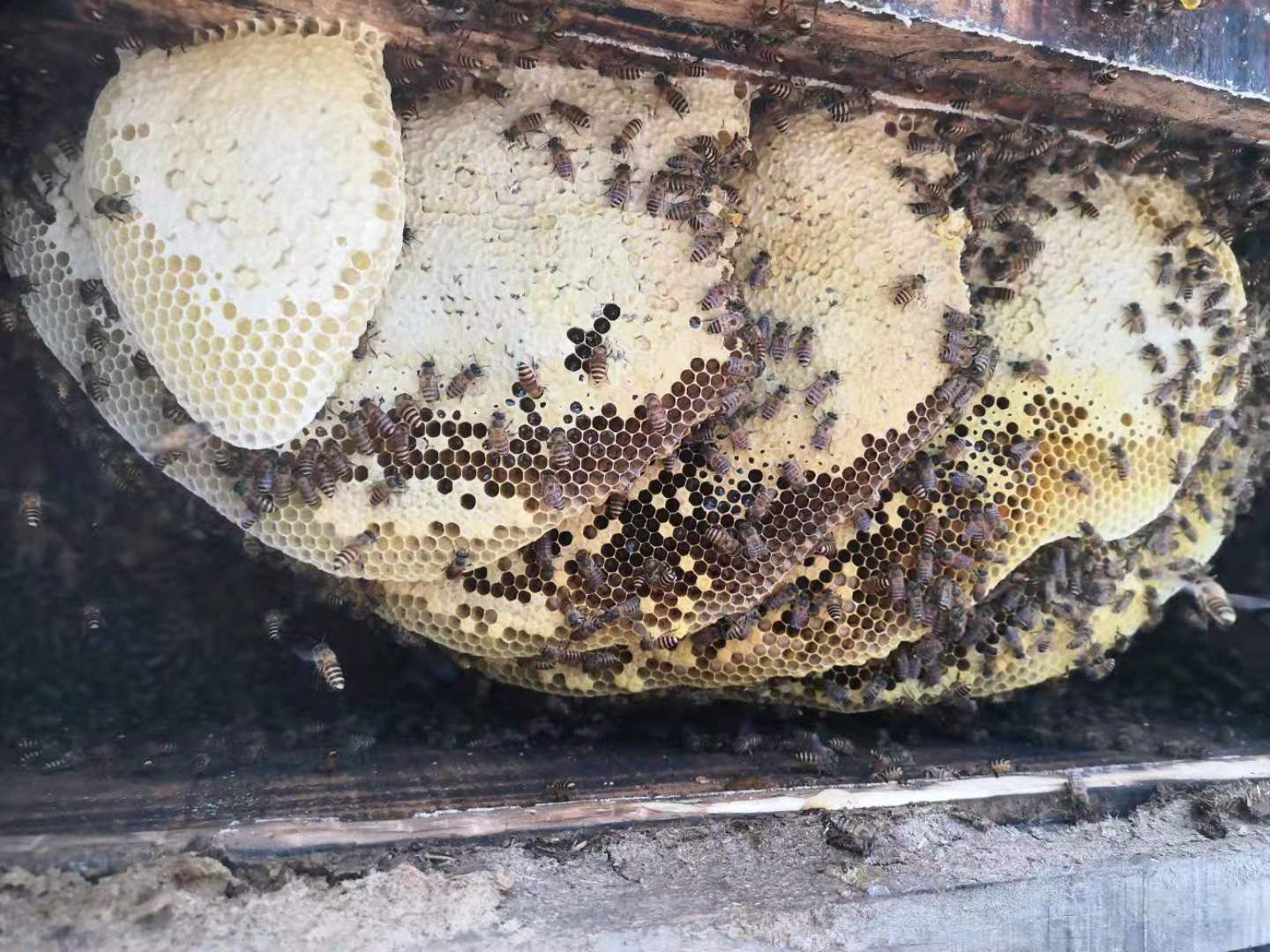  云南高山土蜂蜜，