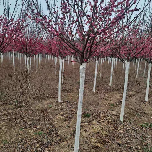  红梅 4－8公分红梅 陕西优质红梅产地直发