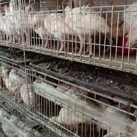 嘉祥县 尼古拉火鸡苗青铜火鸡苗大量现货