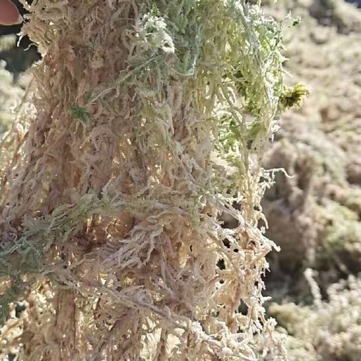 隆回县有大量水苔出售，价格美丽，欢迎各位老板订购
