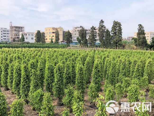 广东产地专业种植：垂叶榕 垂叶榕柱H：200～250公分柱型