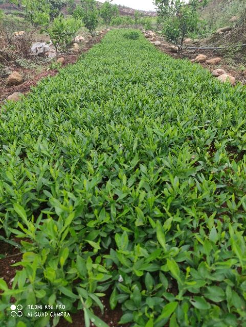 香橘苗  香橙奶苗