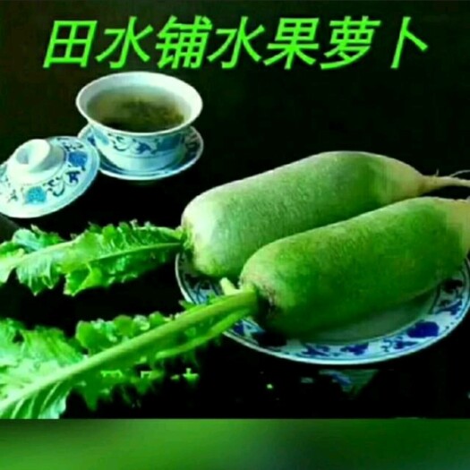 天津反季节水果萝卜，(七星)，(百脆)，货源充足！